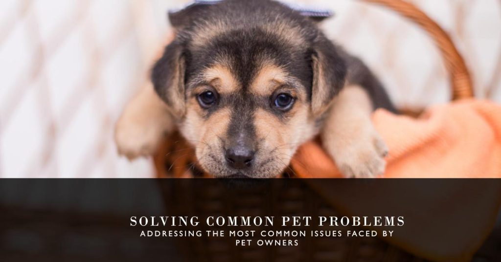 Solving Common Pet Problems